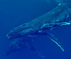 Mother humpback whale and her new born calf with her esco... by Jeannette Howard 